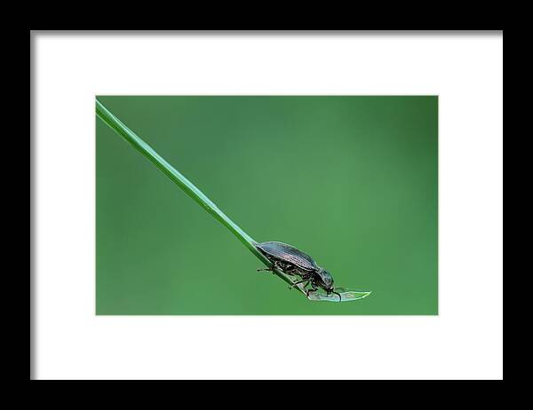 Animal Framed Print featuring the photograph The cut way by Natura Argazkitan