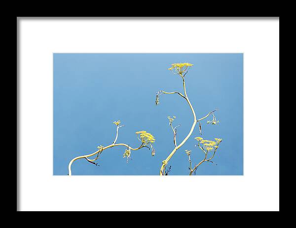 Darin Volpe Nature Framed Print featuring the photograph The Dance - Channel Islands National Park by Darin Volpe