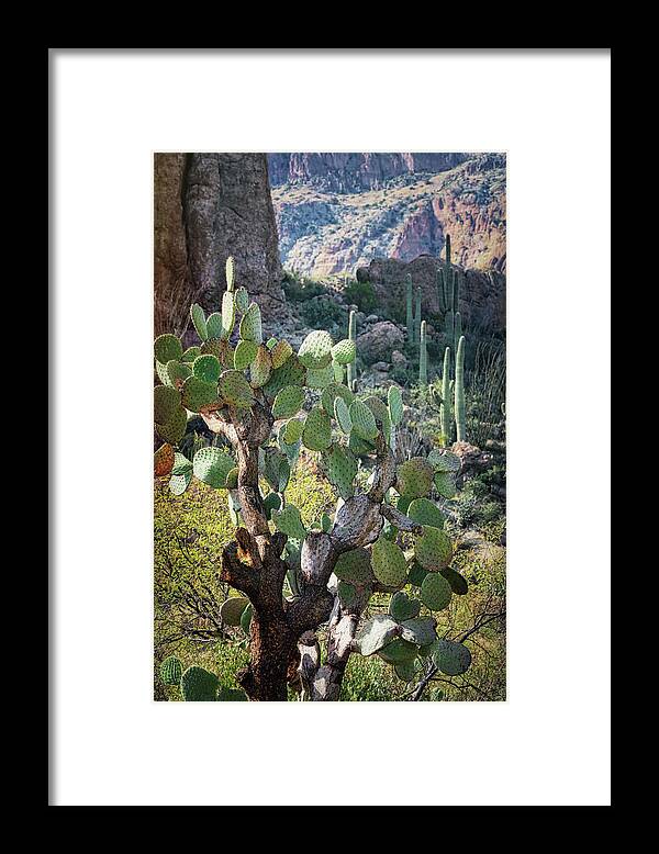 Arizona Framed Print featuring the photograph The Desert Southwest Cacti by Saija Lehtonen