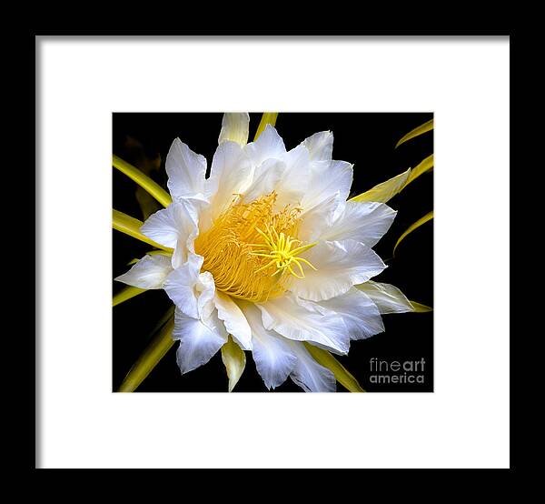 Dragonfruit Framed Print featuring the photograph The Dragons Alive by David Millenheft