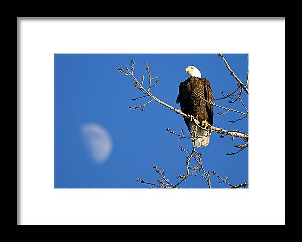 American Bald Eagle Framed Print featuring the photograph The Eagle Has Landed by Larry Ricker