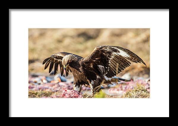 Golden Eagle Framed Print featuring the photograph The Eagle have come down by Torbjorn Swenelius