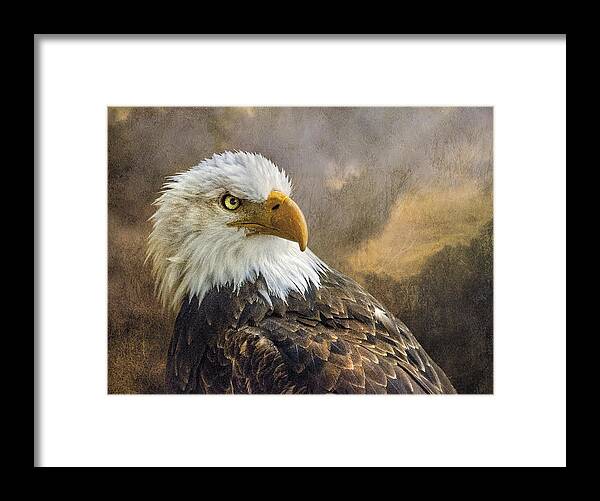 Bald Eagle Framed Print featuring the photograph The Eagle's Stare by Brian Tarr