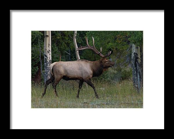 Colorado Framed Print featuring the photograph The Elk by Jody Partin