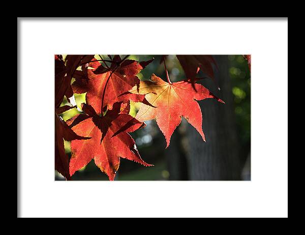 Fall Framed Print featuring the photograph The Essence of Fall by Liz Albro