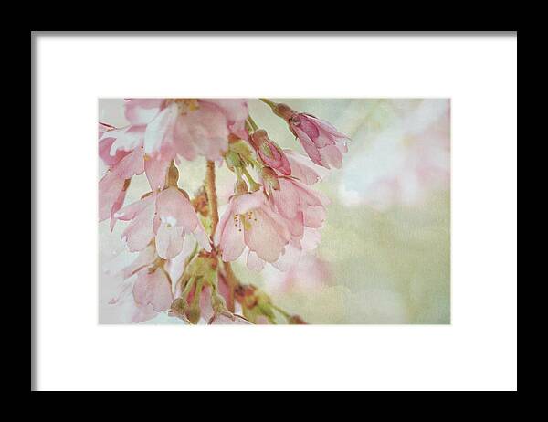 Connie Handscomb Framed Print featuring the photograph The Essence Of Springtime by Connie Handscomb