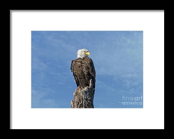 Eagle Framed Print featuring the photograph The Eye Of Freedom by Craig Leaper