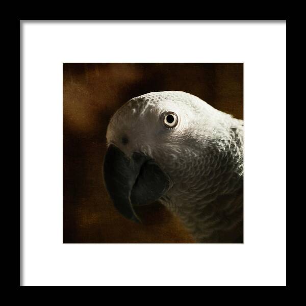 African Grey Framed Print featuring the photograph The Eyes Are The Windows To The Soul by Jennifer Grossnickle
