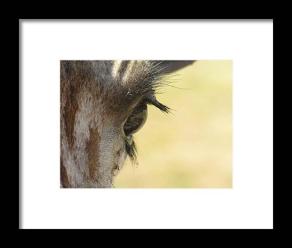 Giraffe Framed Print featuring the photograph The Eyes Have it by Diane Lesser
