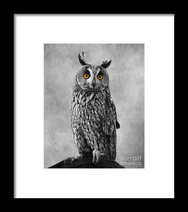 Birds Framed Print featuring the photograph The Eyes Have It by Linsey Williams