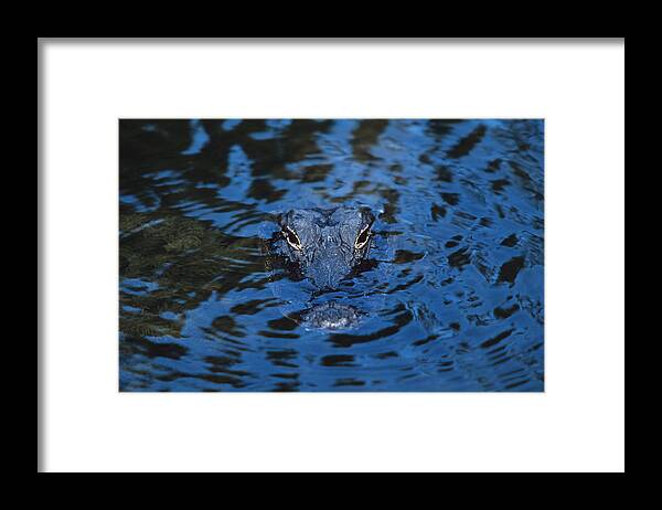 Amphibian Framed Print featuring the photograph The Eyes of a Florida Alligator by John Harmon