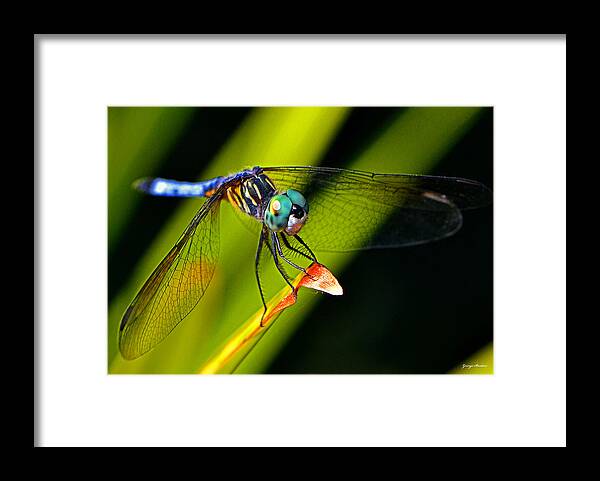 Macro Framed Print featuring the photograph The Face Of A Dragonfly 003 by George Bostian
