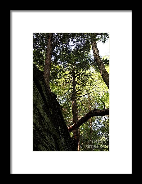 Tree Framed Print featuring the photograph The Fallen Triangle by Amanda Barcon