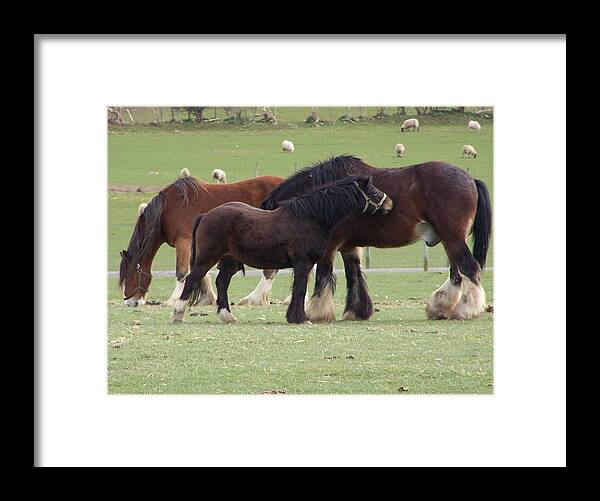 Horses Framed Print featuring the photograph The family by Christopher Rowlands