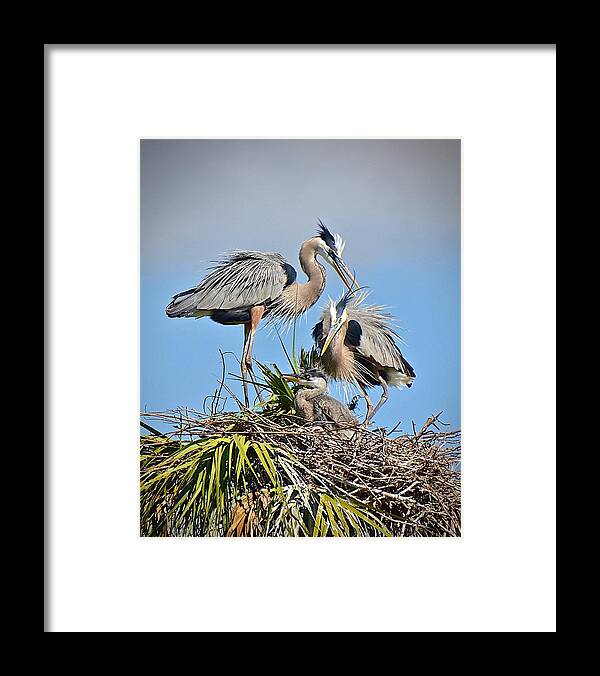 Herons Framed Print featuring the photograph The Family Tree by Carol Bradley