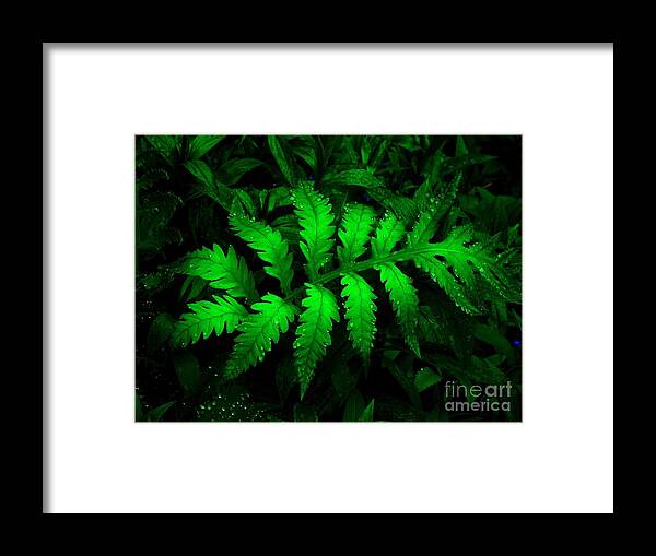 Green Framed Print featuring the photograph The Fern by Elfriede Fulda