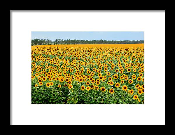 Sunflower Framed Print featuring the photograph The Field of Suns by Victor Kovchin