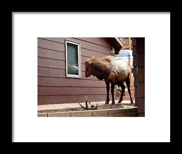 Antler Framed Print featuring the photograph The Final Drop by Roger Bechler