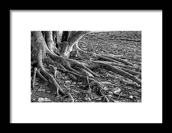 Banyan Framed Print featuring the photograph The Fingers-bw by Michiale Schneider