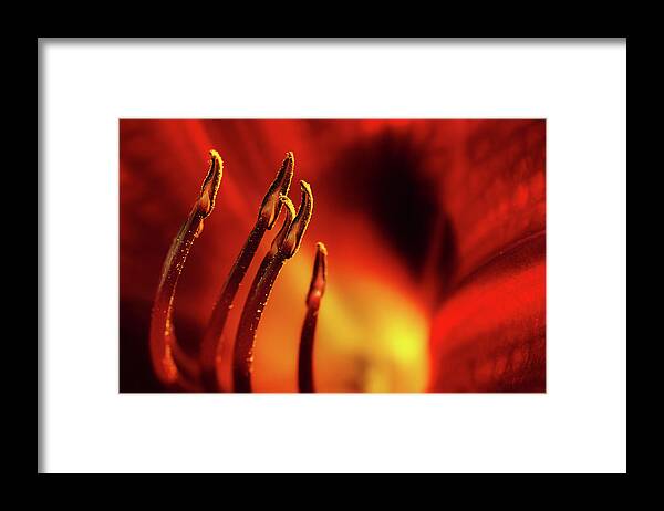Lily Framed Print featuring the photograph The Fire Within by Mike Eingle