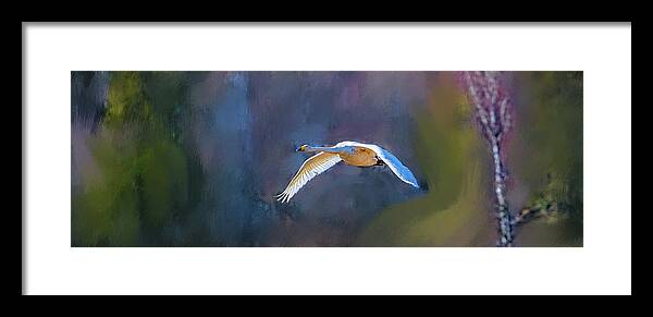 Swan Framed Print featuring the photograph The first one 2018 #h4 by Leif Sohlman