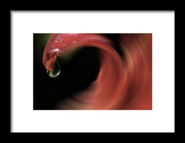 Lily Framed Print featuring the photograph The Flow Of Summer by Mike Eingle