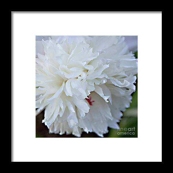 Peony Framed Print featuring the photograph The Flowing Petals of a Peony by Sherry Hallemeier