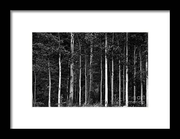 Forest Framed Print featuring the photograph The Forest by Timothy Johnson