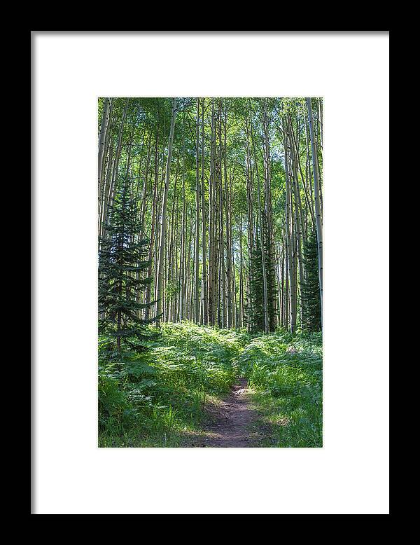 Forest Framed Print featuring the photograph The Forest Trail by Jody Partin