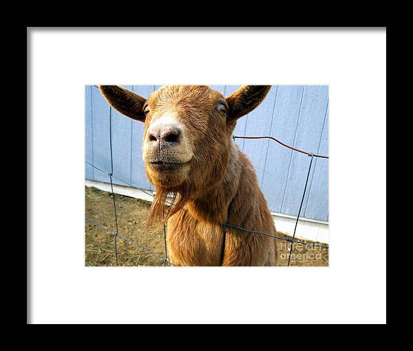 Goat Framed Print featuring the photograph The Friendly Goat by Sandra Church