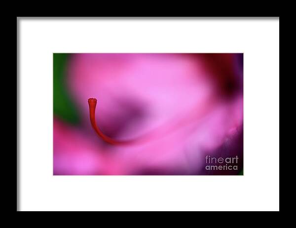 Terry Elniski Photography Framed Print featuring the photograph The Garden - Pink Rhododendron Flower -3 by Terry Elniski