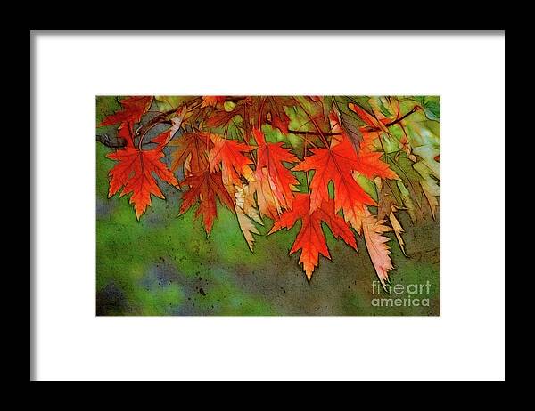 Leaves Framed Print featuring the photograph The gathering by Aimelle Ml