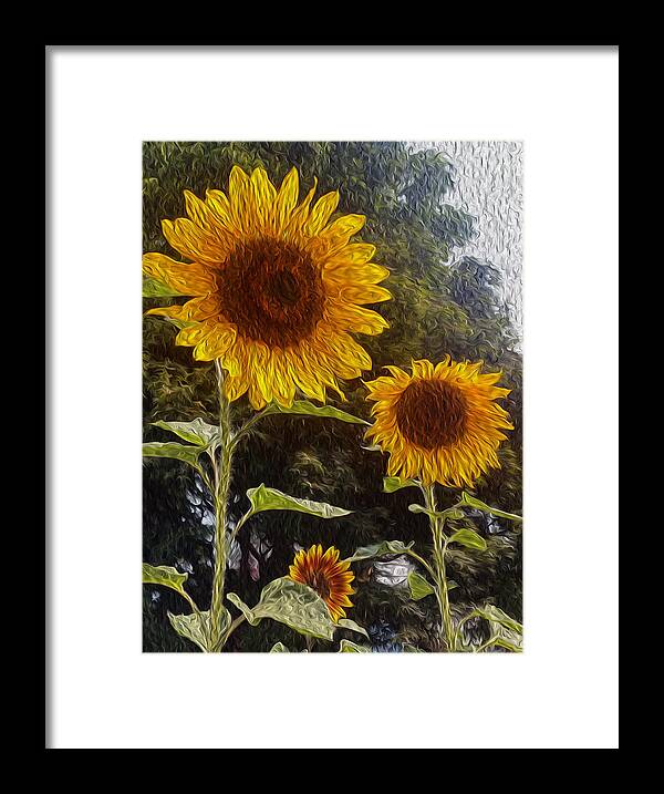 Sunflowers Framed Print featuring the photograph The Gathering by Carol Eliassen