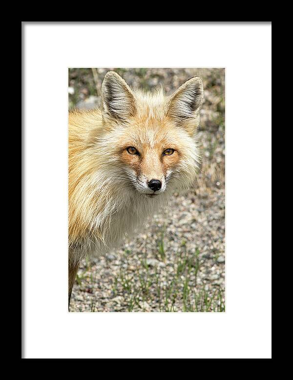 Fox Framed Print featuring the photograph The Gaze by Mark Harrington