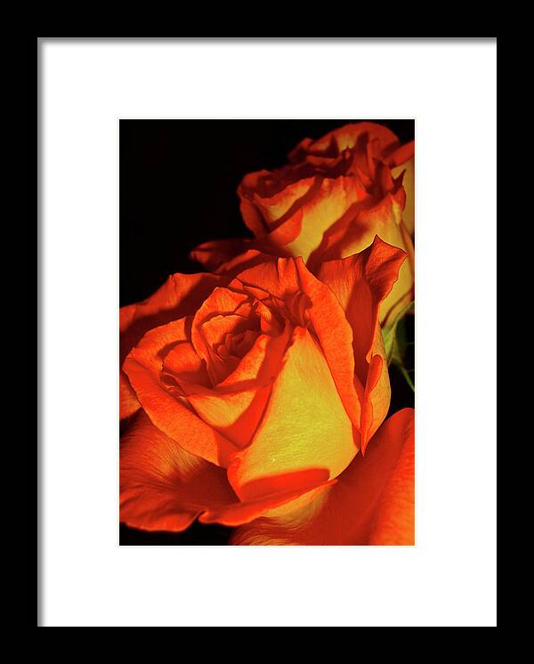 Roses Framed Print featuring the photograph The Gift III by Pam Ellis