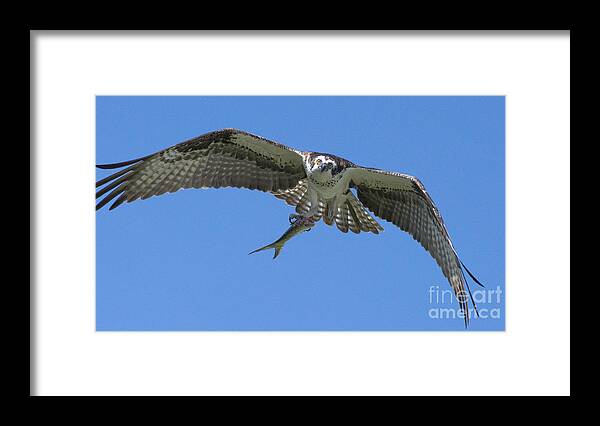 Osprey Framed Print featuring the photograph The Glare by Quinn Sedam