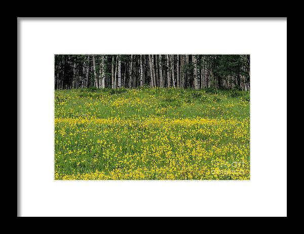 Aspen And Flowers Framed Print featuring the photograph The Golden Shore by Jim Garrison