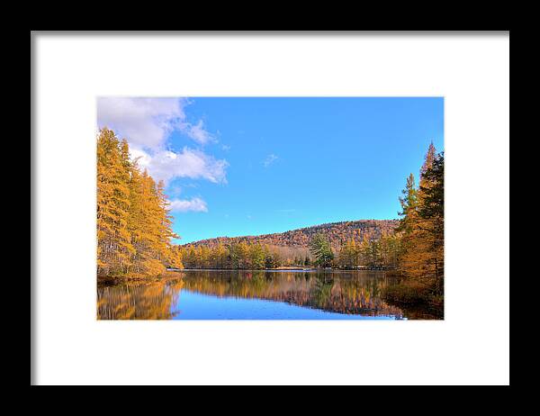 Landscape Framed Print featuring the photograph The Golden Tamaracks of Woodcraft Camp by David Patterson