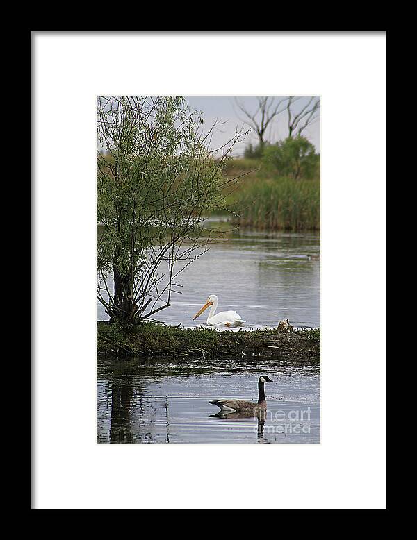 Goose Framed Print featuring the photograph The Goose and the Pelican by Alyce Taylor