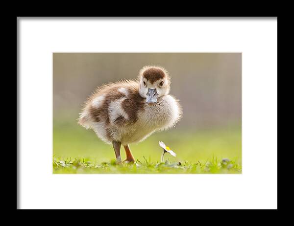 Gosling Framed Print featuring the photograph The Gosling and the Flower by Roeselien Raimond