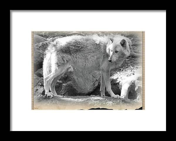 The Gray Wolf Framed Print featuring the photograph The Gray Wolf by Debra   Vatalaro