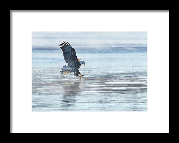 American Bald Eagle Framed Print featuring the photograph The Great American Bald Eagle 2016-15 by Thomas Young