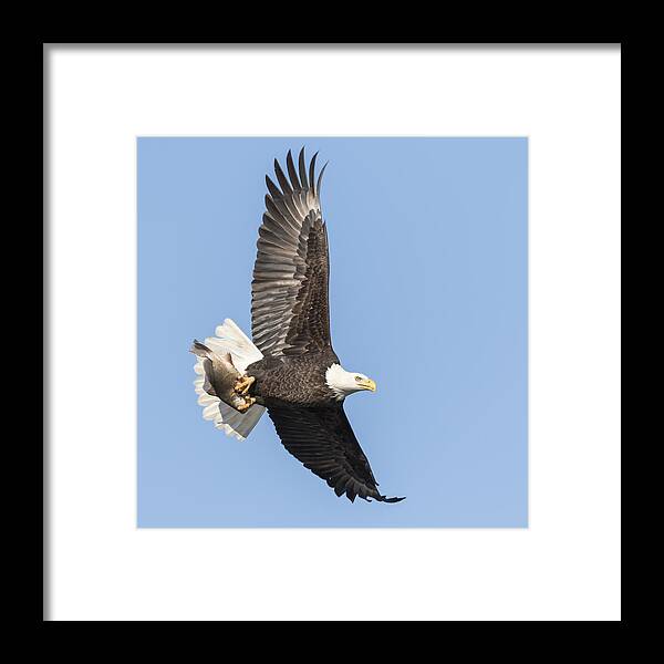 American Bald Eagle Framed Print featuring the photograph The Great American Bald Eagle 2016-4 by Thomas Young