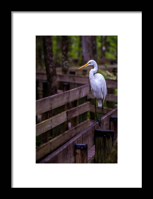 Big Bird Framed Print featuring the photograph The Great Egret by Ron Pate