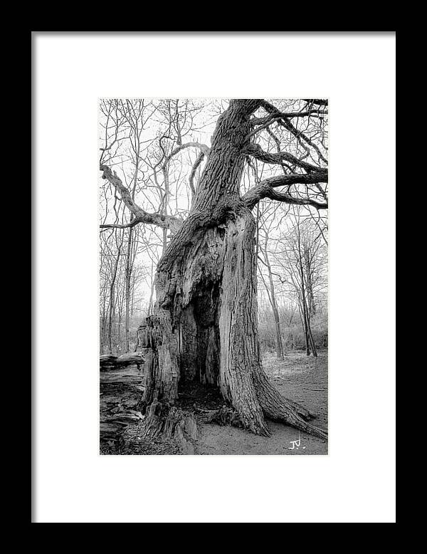 Tree Framed Print featuring the photograph The Great Oak by Jim Vance