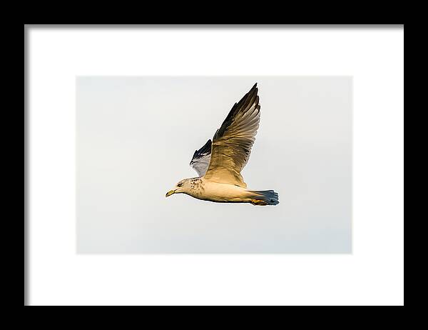Gull Framed Print featuring the photograph The Gull In Flight by Yeates Photography