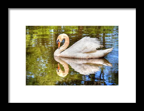 Swan Framed Print featuring the photograph The hammy Swan by Ronda Ryan