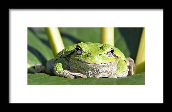 Frog Framed Print featuring the photograph The Happiest Tree Frog by Michael Hall