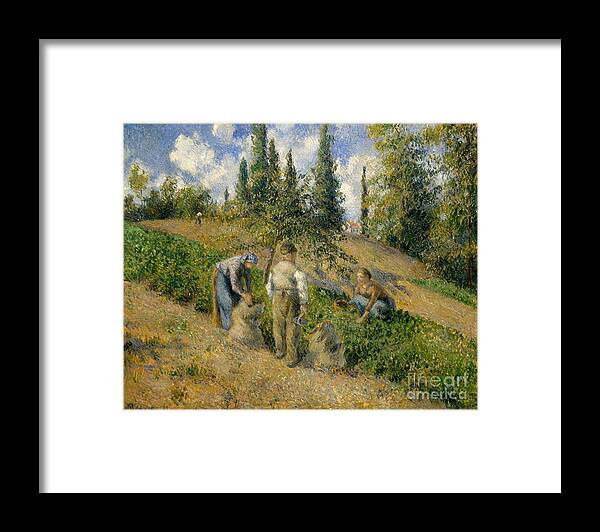 The Harvest Framed Print featuring the painting The Harvest, Pontoise, 1881 by Camille Pissarro