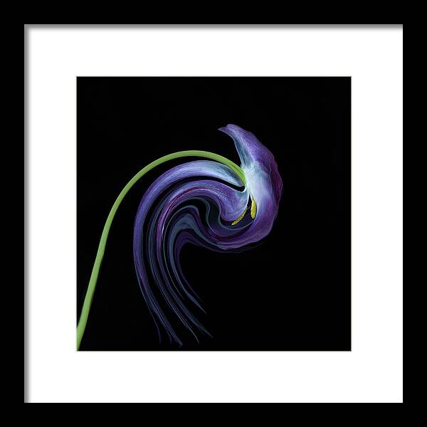 Tulips Framed Print featuring the photograph The Head Toss by Cheryl Day